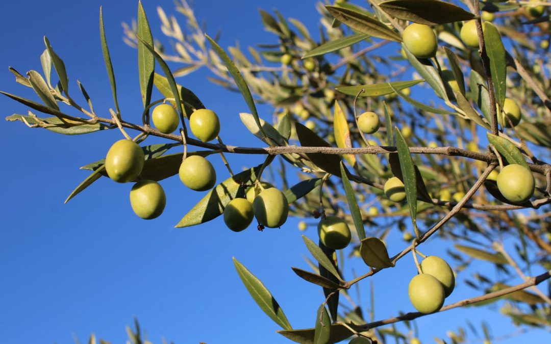 Sous le soleil de la Méditerranée